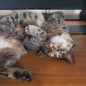 Maxine the cat, lounging under the desk. Meet Shawn, senior technical fellow at Zuken