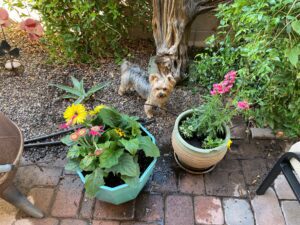 Yorkie dog helping in the garden. 