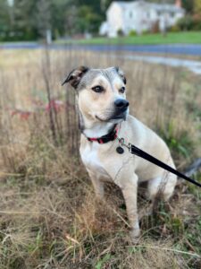 Lab mix dog named Honeybear waiting in a grass field.